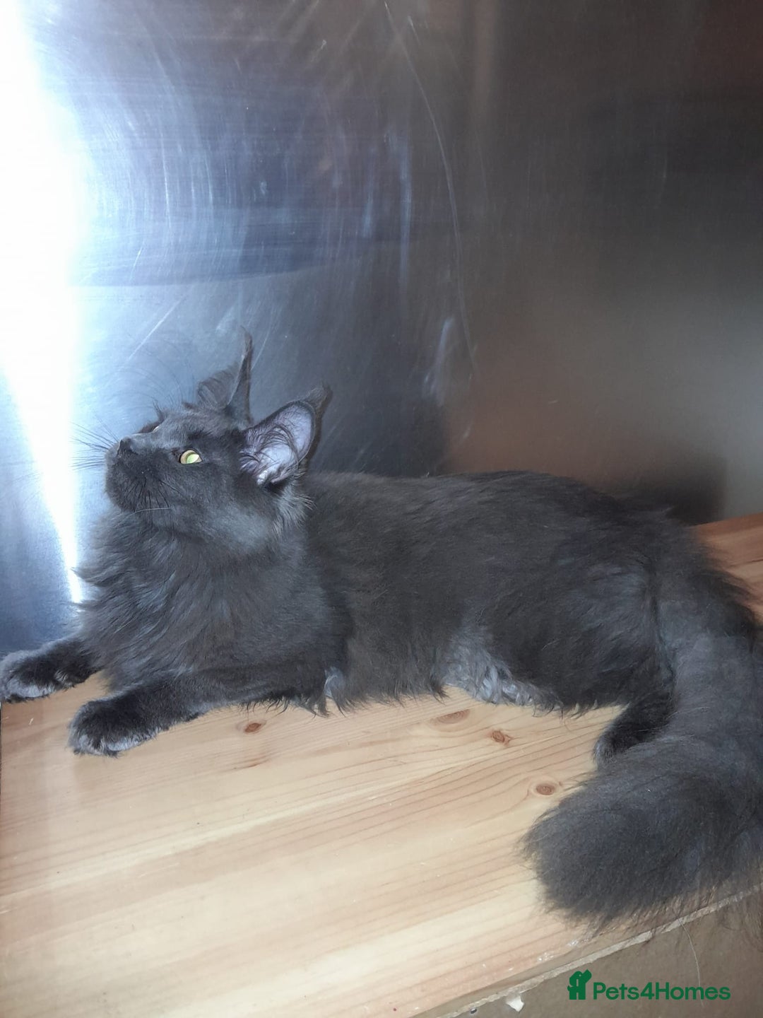Maine Coon cats for sale: Polydactyl SolidBlue/BlackSilver Girls Maine Coon - Advert 16