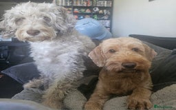 Cockapoo dogs for sale: Cockapoo Pups - Ready Now - Image 7