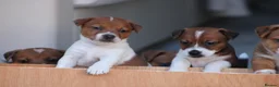 Jack Russell dogs for sale: *** 5 stunning puppies available *** - Advert 5