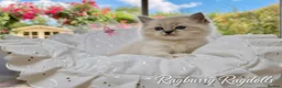 Ragdoll cats for sale: PET only boys  - Advert 3