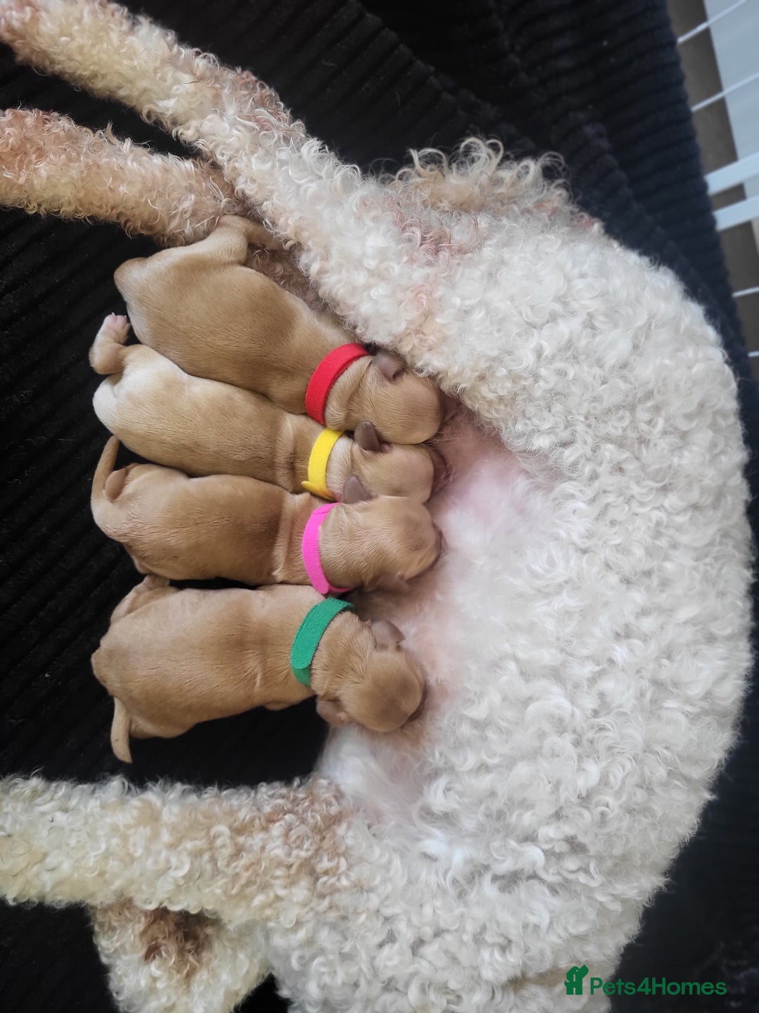 Cockapoo dogs for sale: 🐾 F1bb Red Cockapoo Puppies 🐾 - Advert 1