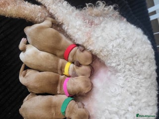Cockapoo dogs for sale: 🐾 F1bb Red Cockapoo Puppies 🐾 - Advert 1