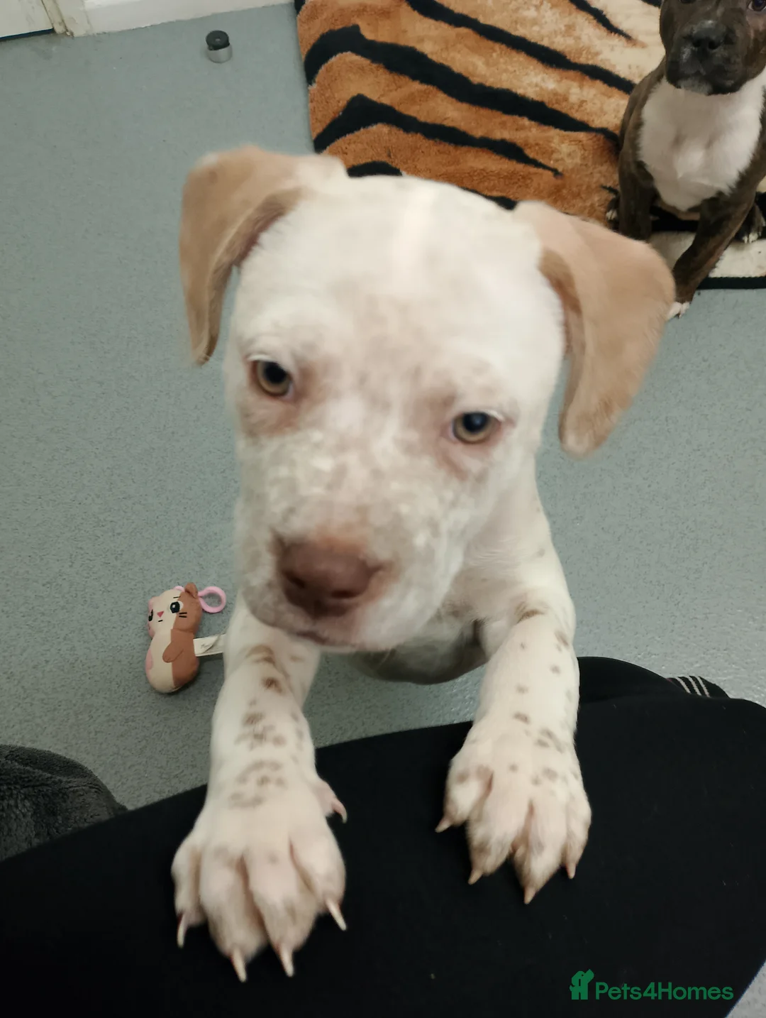 Mixed Breed dogs for sale: Dogs for sale in Bradford - Advert 5