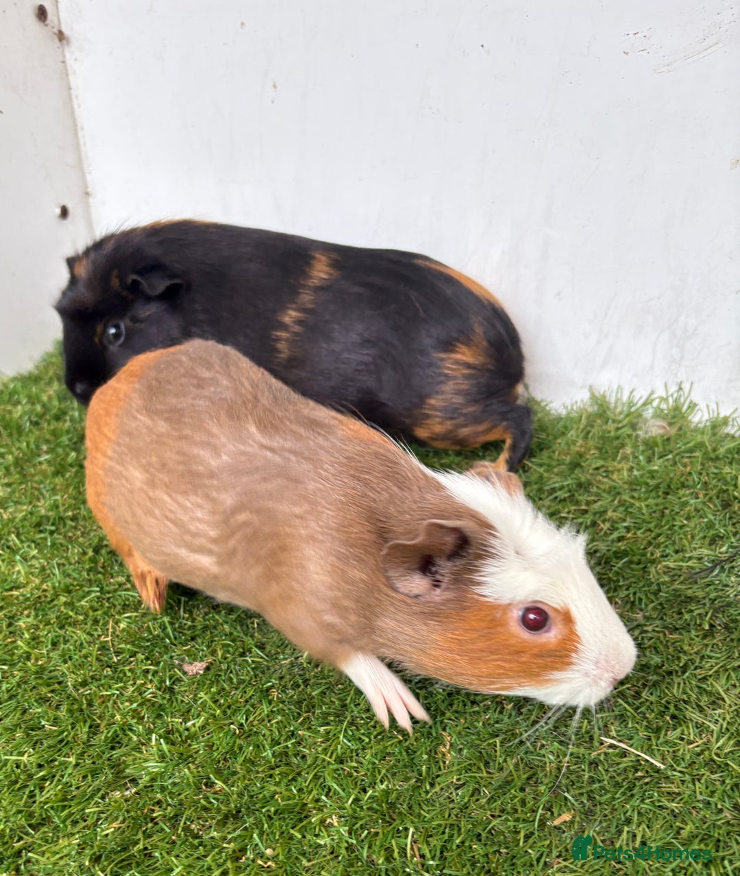 Guinea Pig rodents for sale: Very calm, friendly Guinea pig girls ready now  - Image 13
