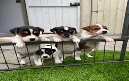 Jack Russell dogs for sale: Smooth haired small Jack Russel pups - Image 1