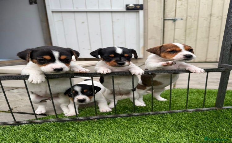 Jack Russell dogs - Advert 3