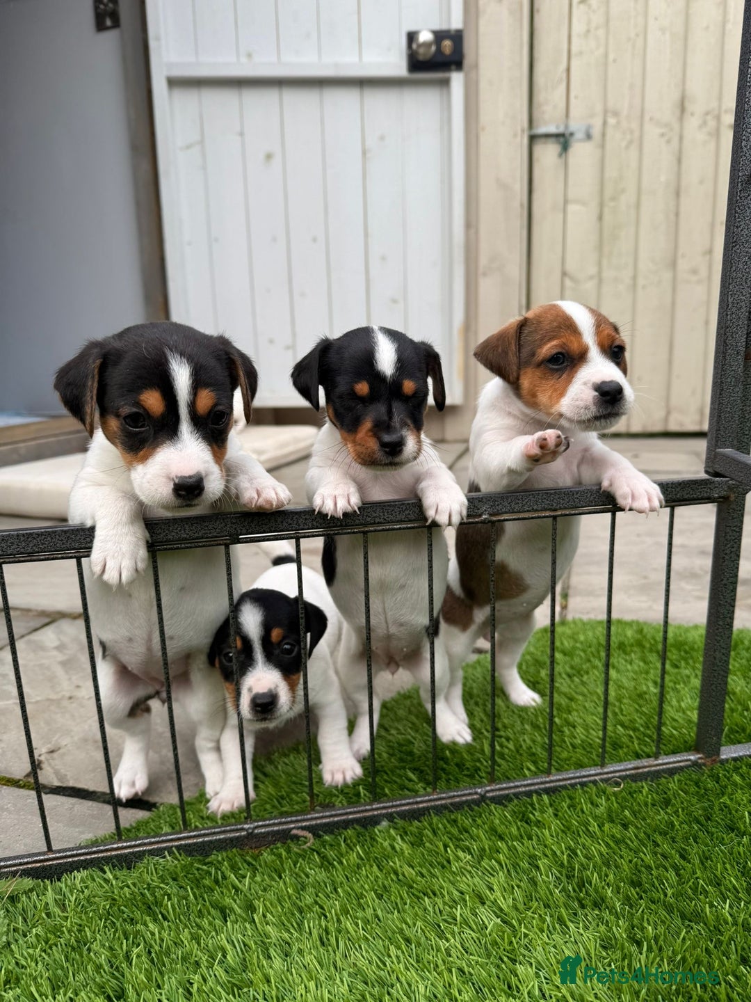 Jack Russell dogs for sale: Smooth haired small Jack Russel pups - Image 1