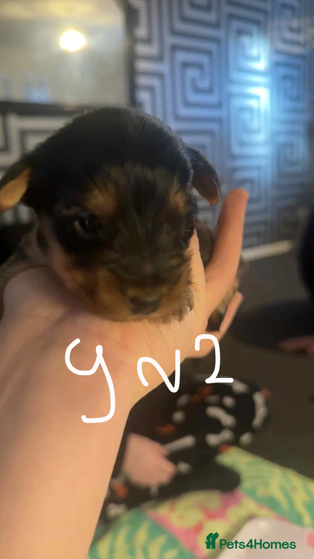 Yorkshire Terrier dogs for sale: Yorkshire puppies - Advert 14