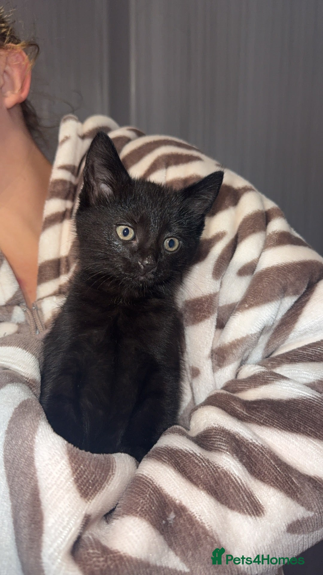 Mixed Breed cats 2 sisters due to go  - Advert 3