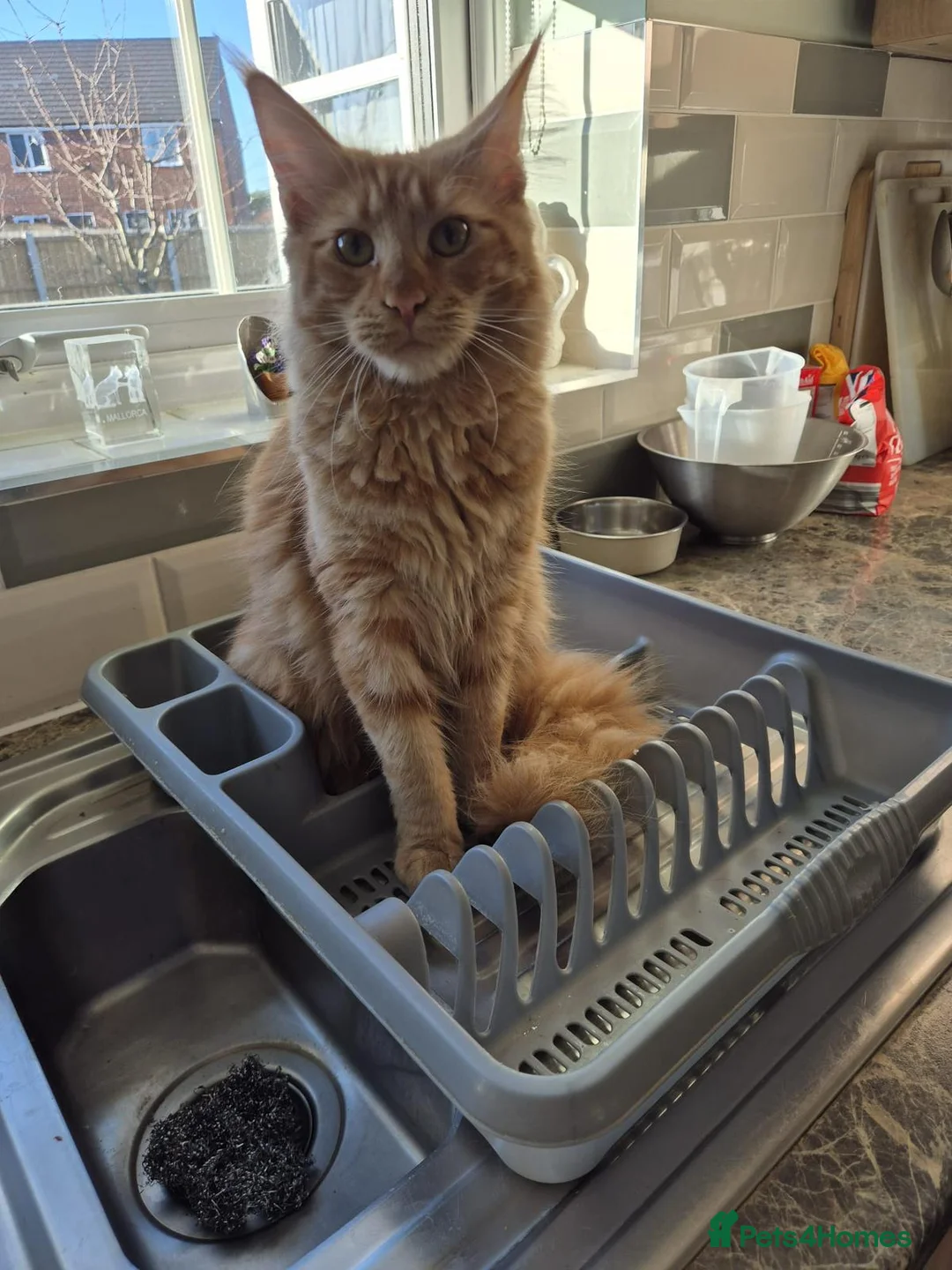 Maine Coon cats for sale: Maine coon female  - Advert 2