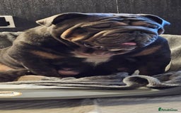 English Bulldog dogs for sale: Kc british bulldogs  - Image 27