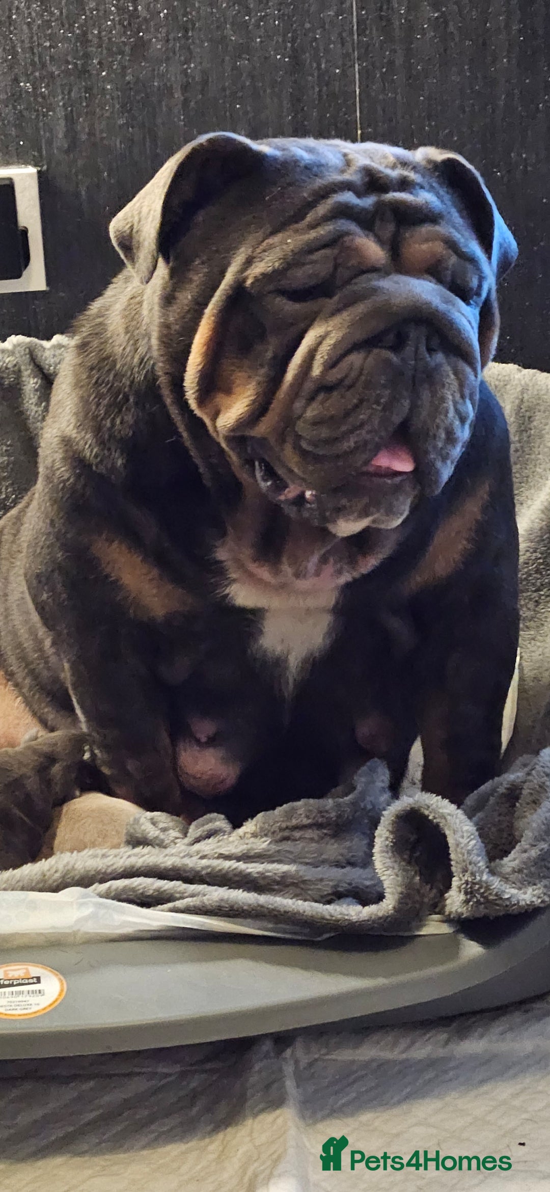 English Bulldog dogs for sale: Kc british bulldogs  - Image 27