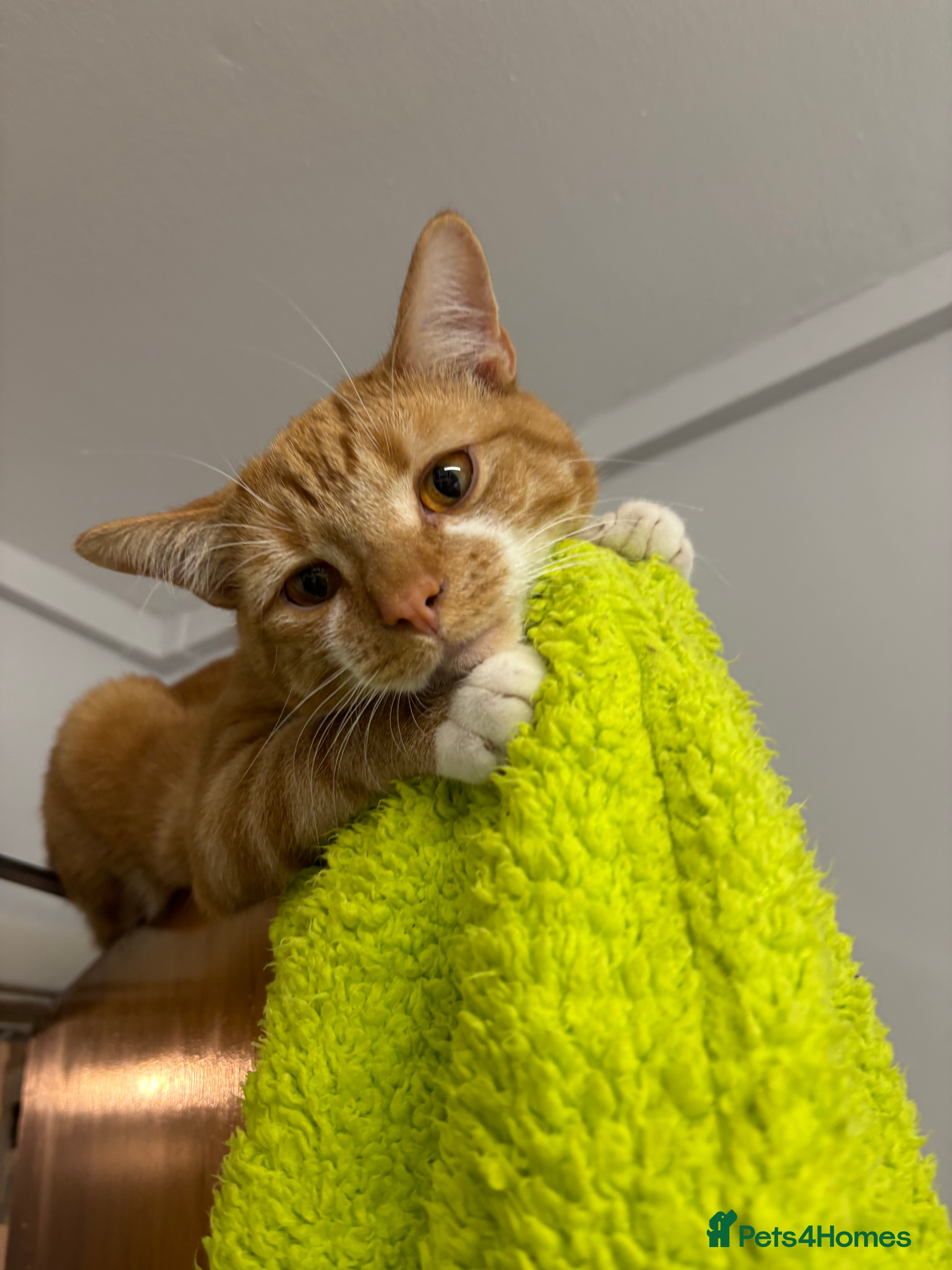 Mixed Breed cats Jam!! - Advert 9