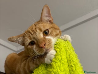 Mixed Breed cats Jam!! - Advert 9