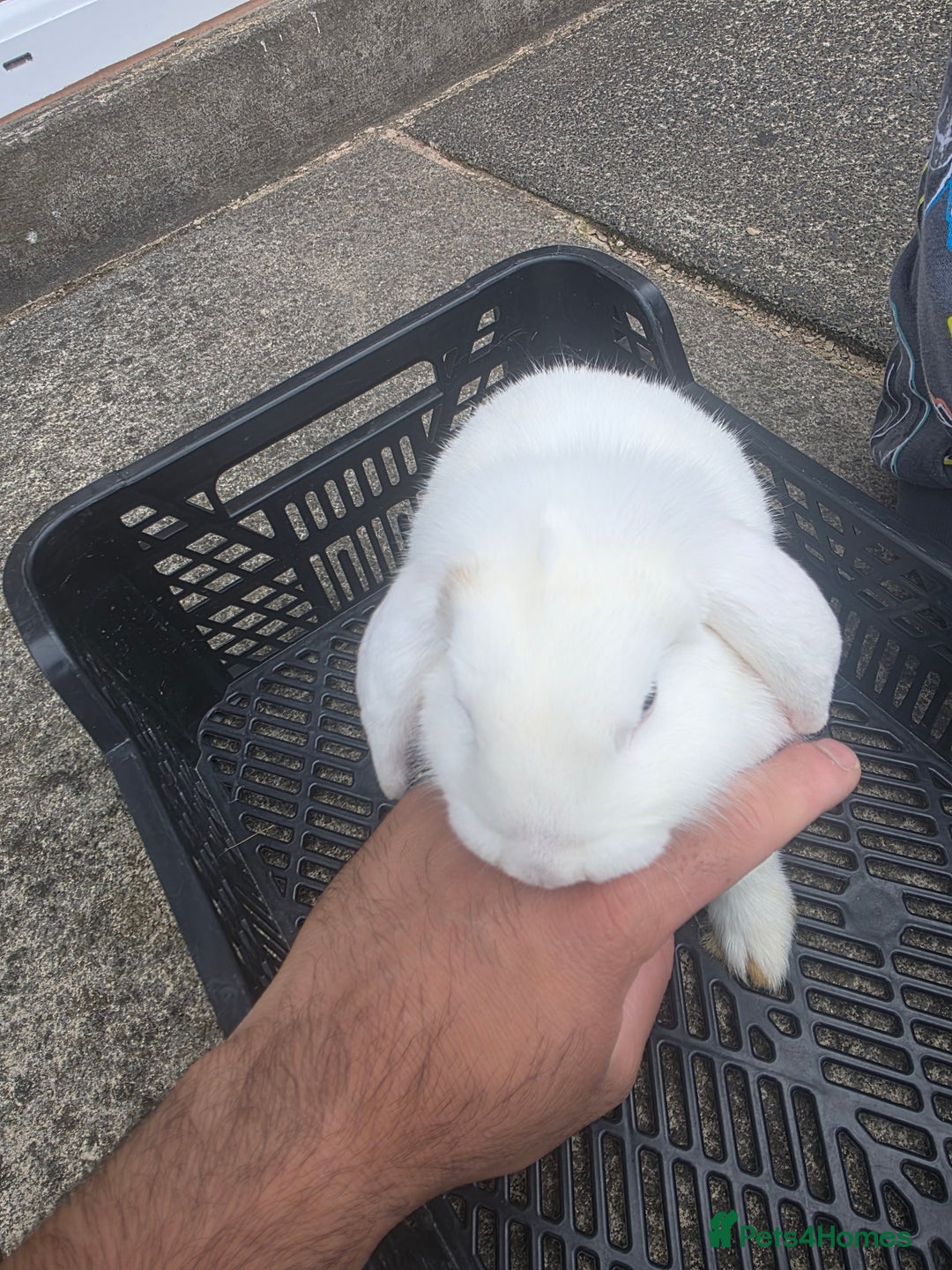 Blanc De Hotot rabbits for sale: rabbits for sale  - Image 10