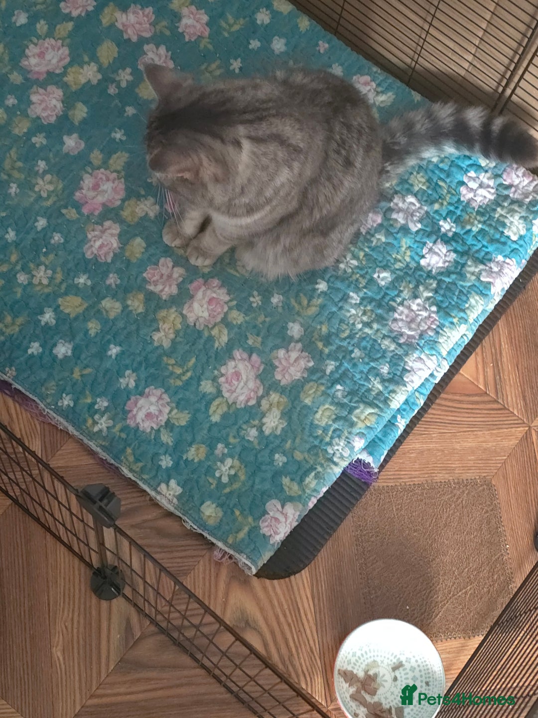 Scottish Fold cats for sale: 🥰💕Reservation list for 3 kittens is open💜🩵 - Advert 3