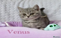 British Shorthair cats for sale: GCCF British Shorthairs **READY NOW** in Manchester - Image 18