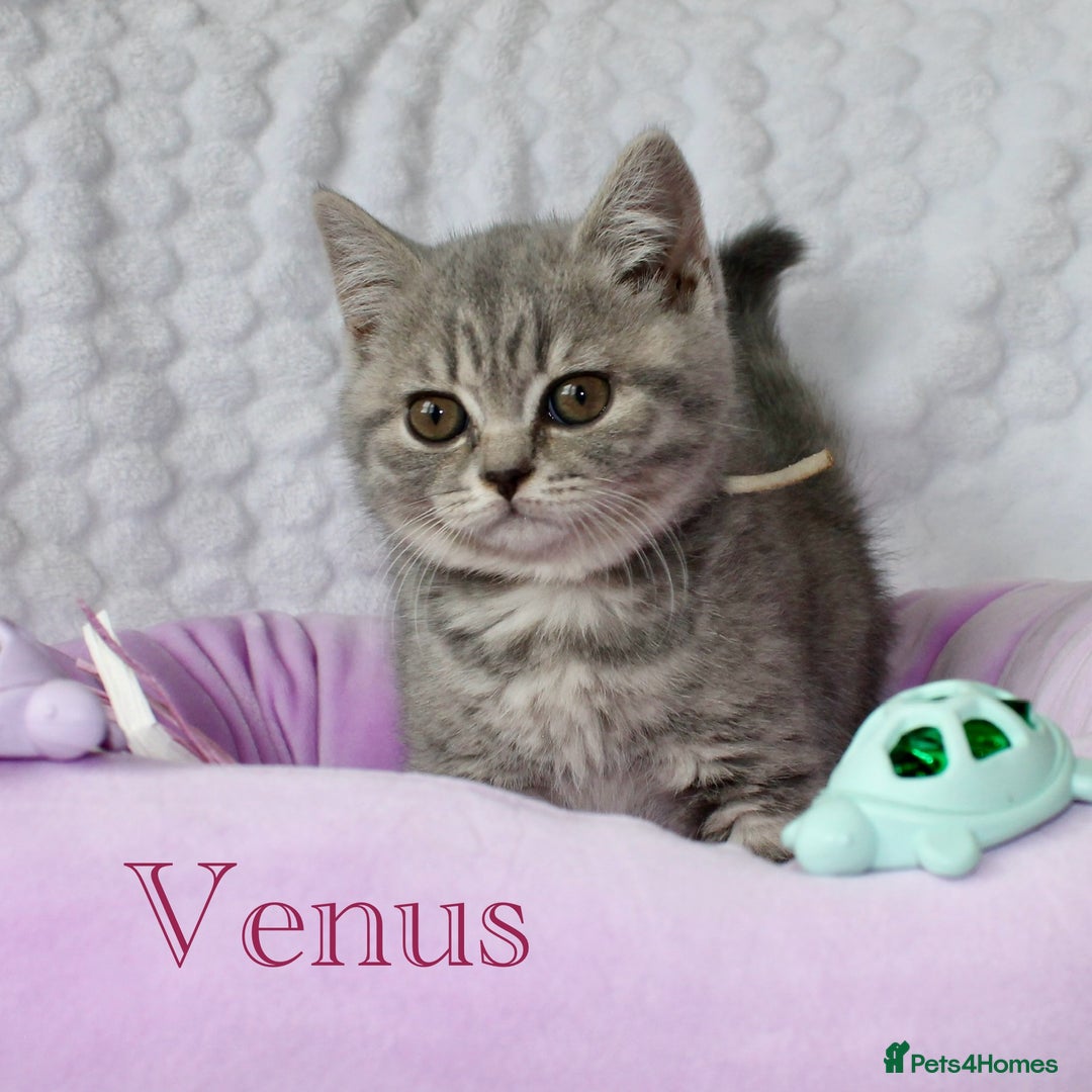 British Shorthair cats for sale: GCCF British Shorthairs **READY NOW** in Manchester - Image 18
