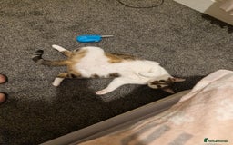 Mixed Breed cats for sale: 2 year old female  - Image 5