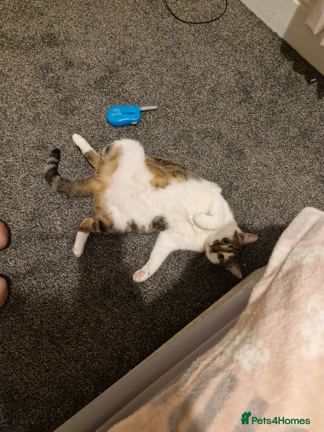 Mixed Breed cats for sale: 2 year old female  - Image 5
