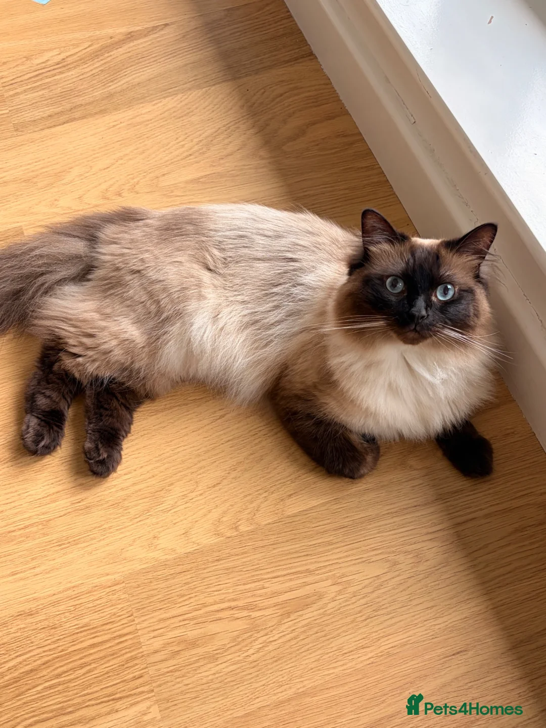 Ragdoll cats for sale: 2 Year Old Ragdoll - Advert 1