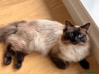 Ragdoll cats 2 Year Old Ragdoll - Advert 18