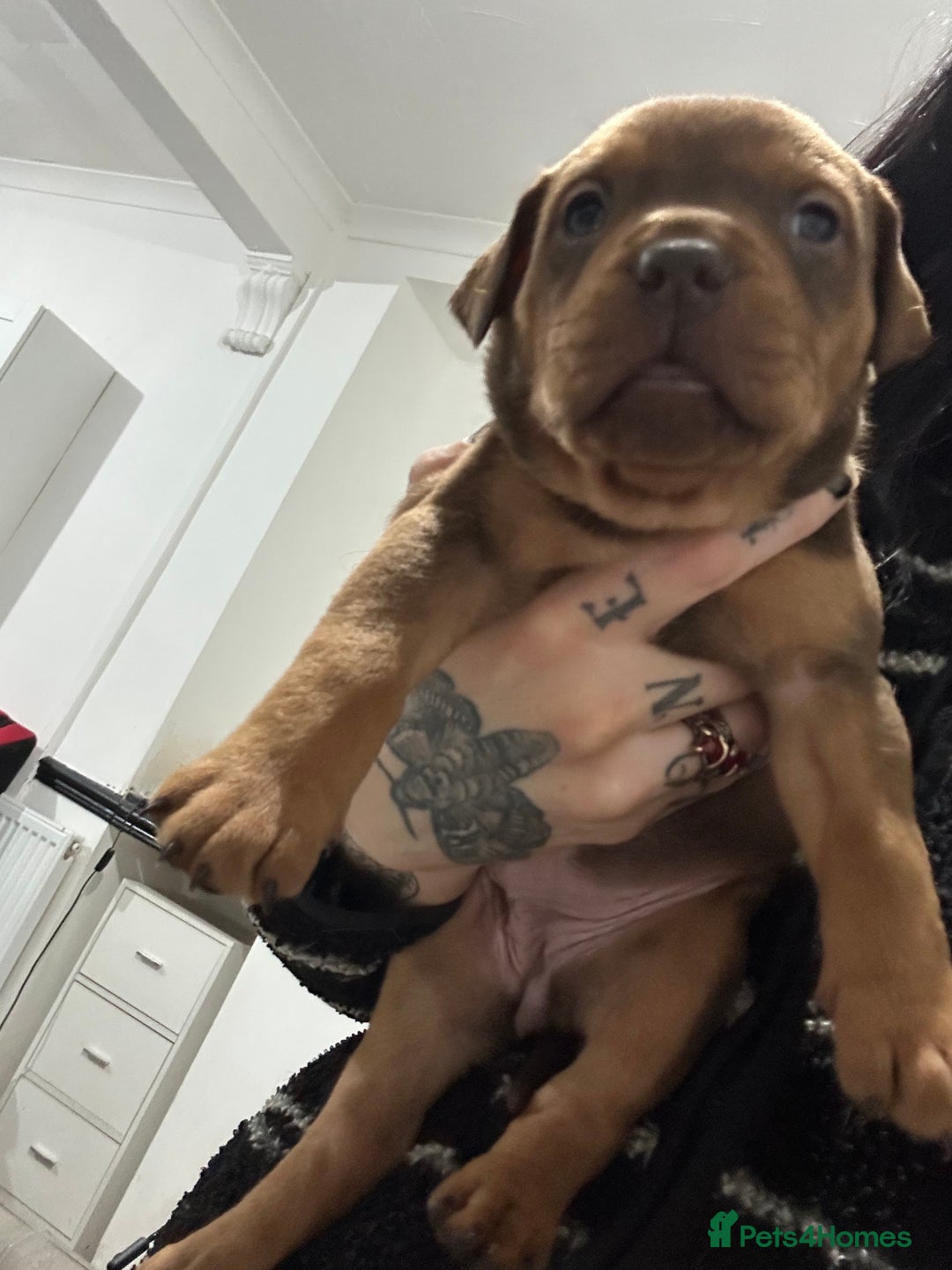 Mixed Breed dogs for sale: A beautiful litter of Rottweiler/staff/mastiffs - Advert 18