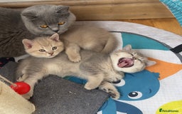British Shorthair cats for sale: GCCF British Shorthair Kittens– Champion Lines - Image 22