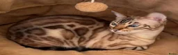 Bengal cats for sale: Pure breed bengal cat  - Advert 2