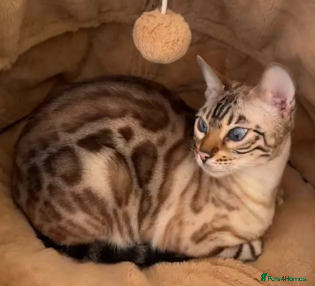 Bengal cats for sale: Pure breed bengal cat  - Advert 2