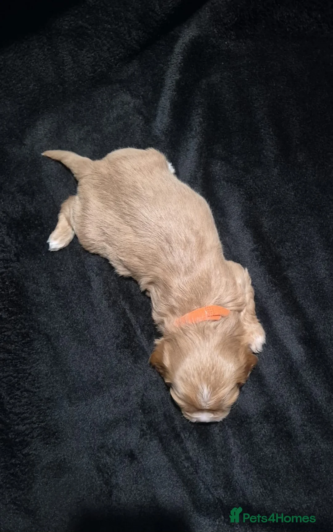 Cava Tzu dogs for sale: Cava-Tzu pups - Advert 29