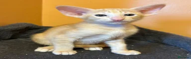 Oriental Apricot female kitten.