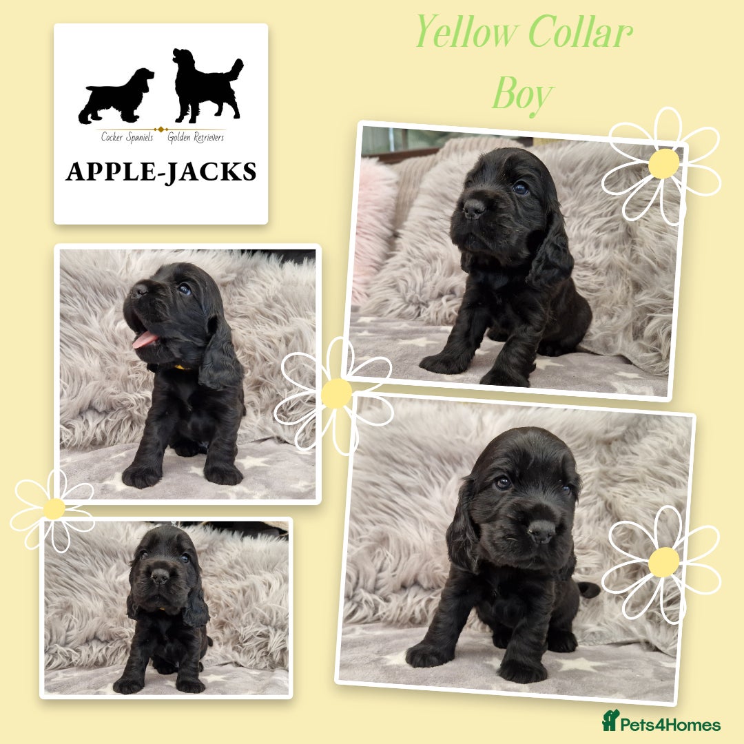 Cocker Spaniel dogs Pedigree Show Cocker Spaniel puppies available - Advert 17