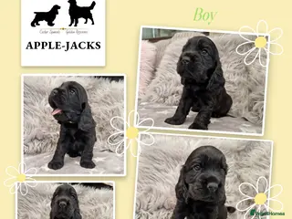Cocker Spaniel dogs Pedigree Show Cocker Spaniel puppies available - Advert 1