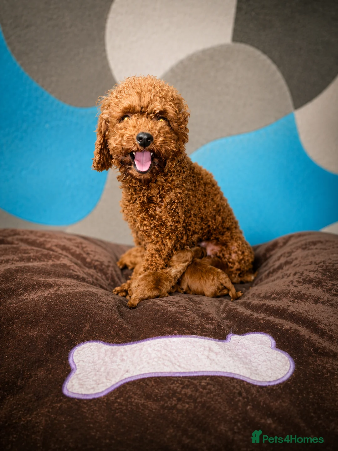 Toy Poodle dogs for sale: Beautiful Red Toy Poodle Puppies  in Dagenham - Advert 2