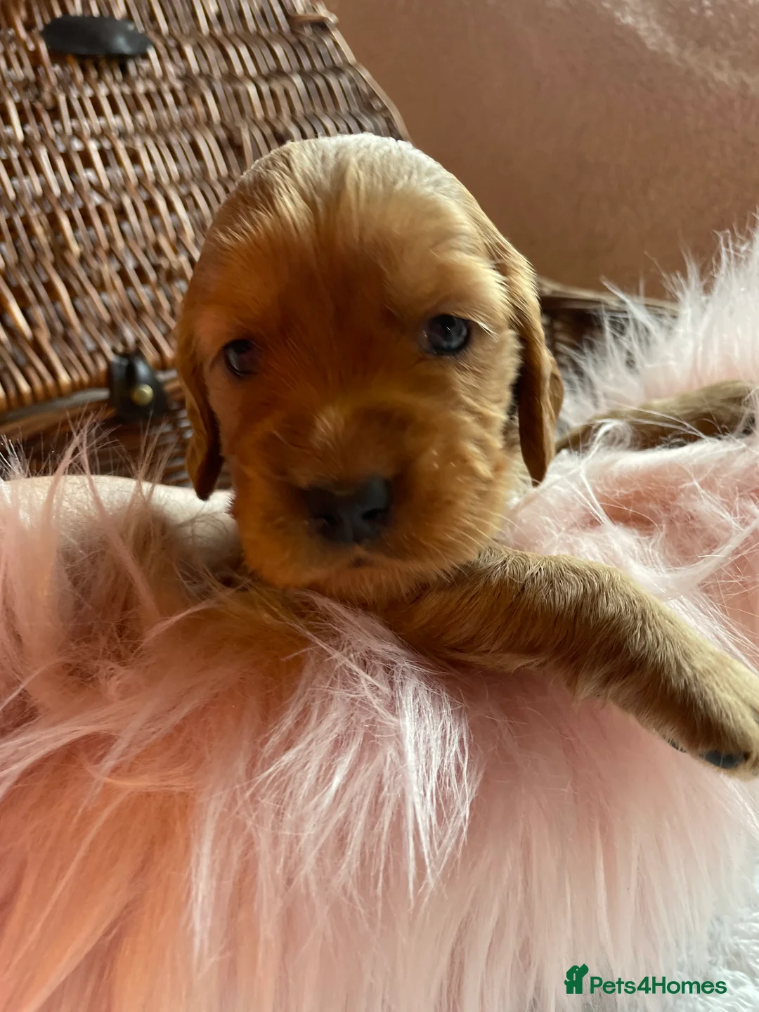 Mixed Breed dogs for sale: V.RARE ! Miniature GOLDEN RETRIEVERS(Dakota sport) - Advert 3