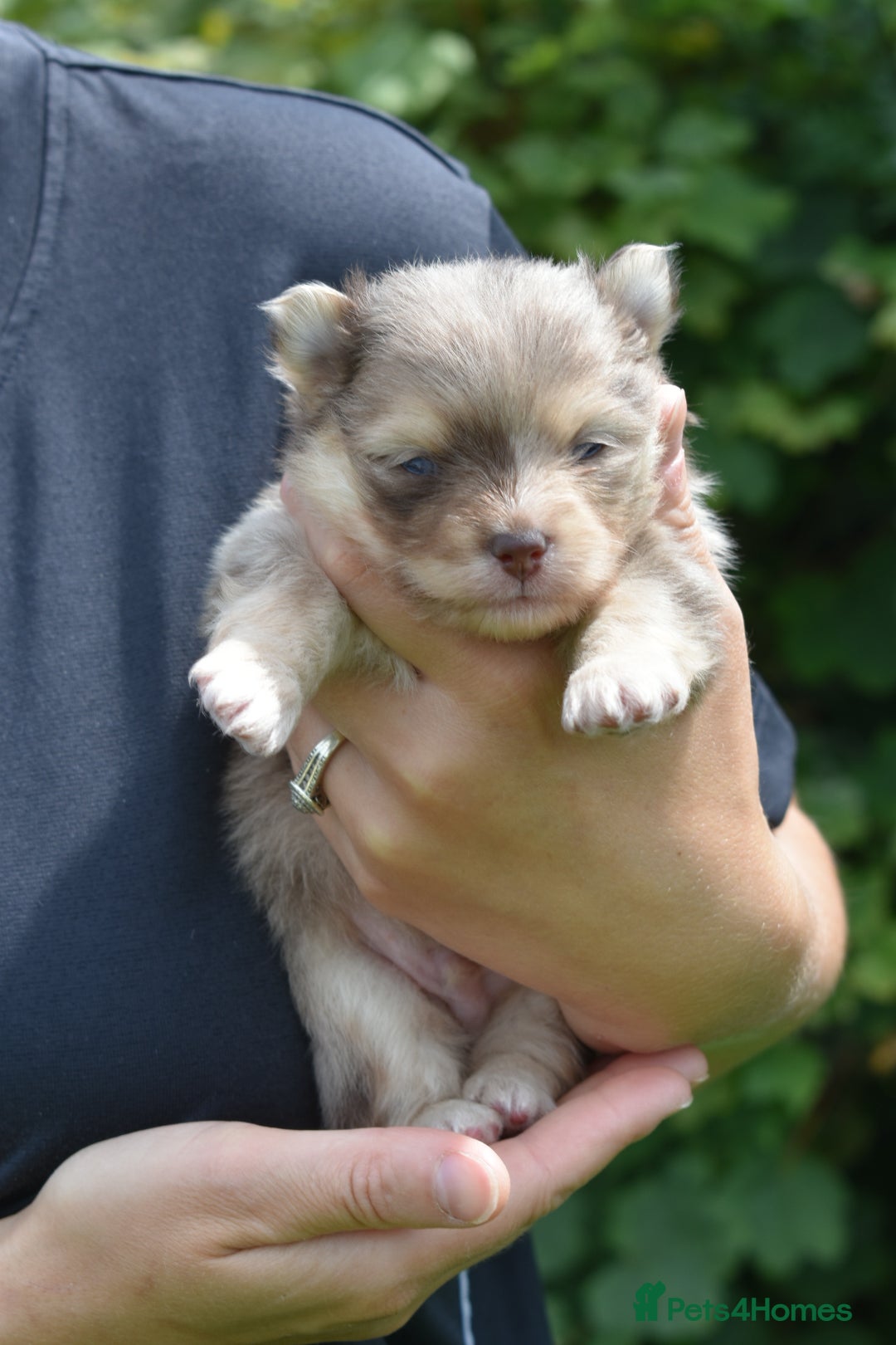 Pomsky dogs for sale: Merle Genuine Toy Size  Pomsky Puppies - Image 35