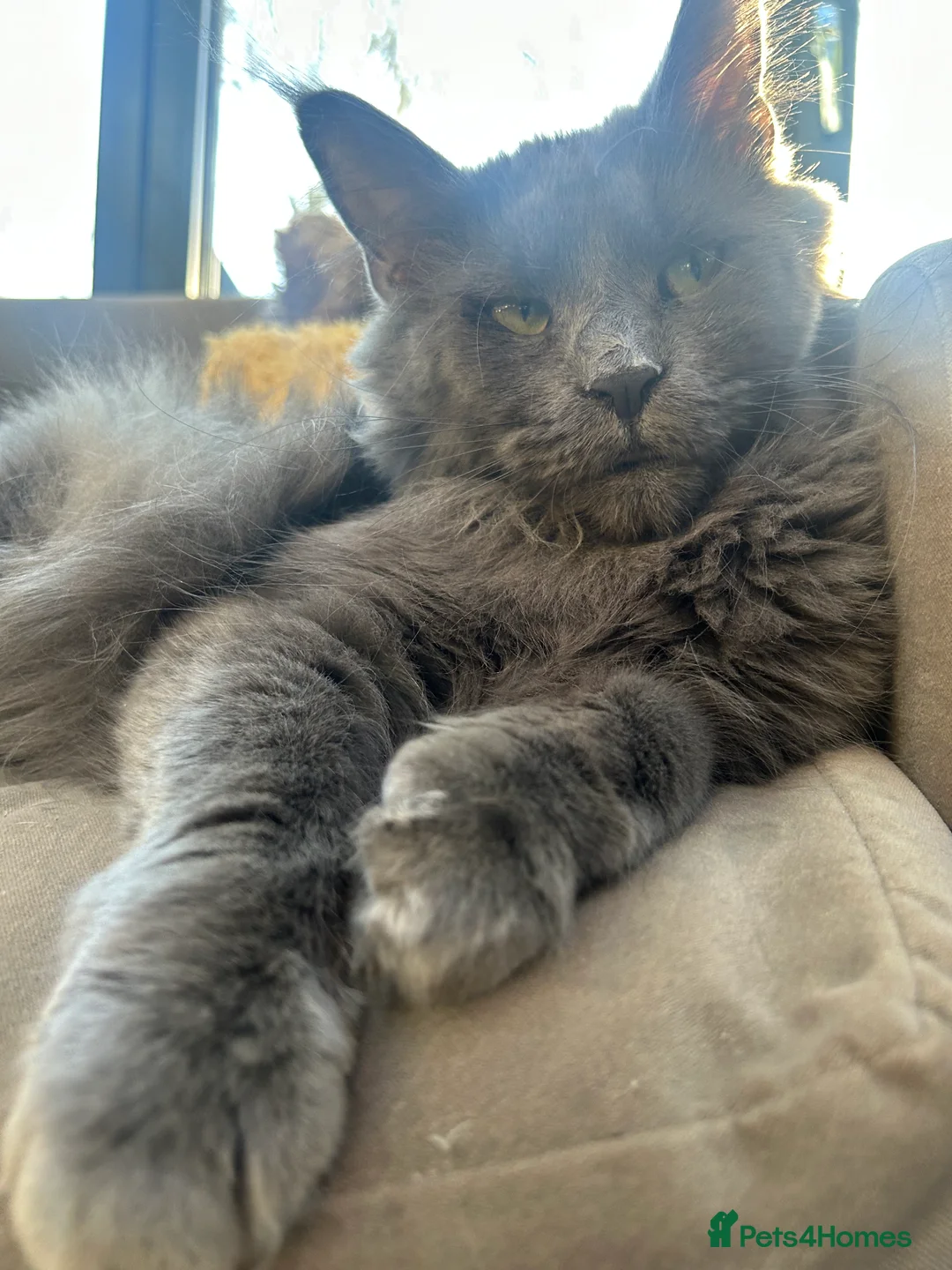 Maine Coon cats for sale: Kittens on the way! - Advert 3