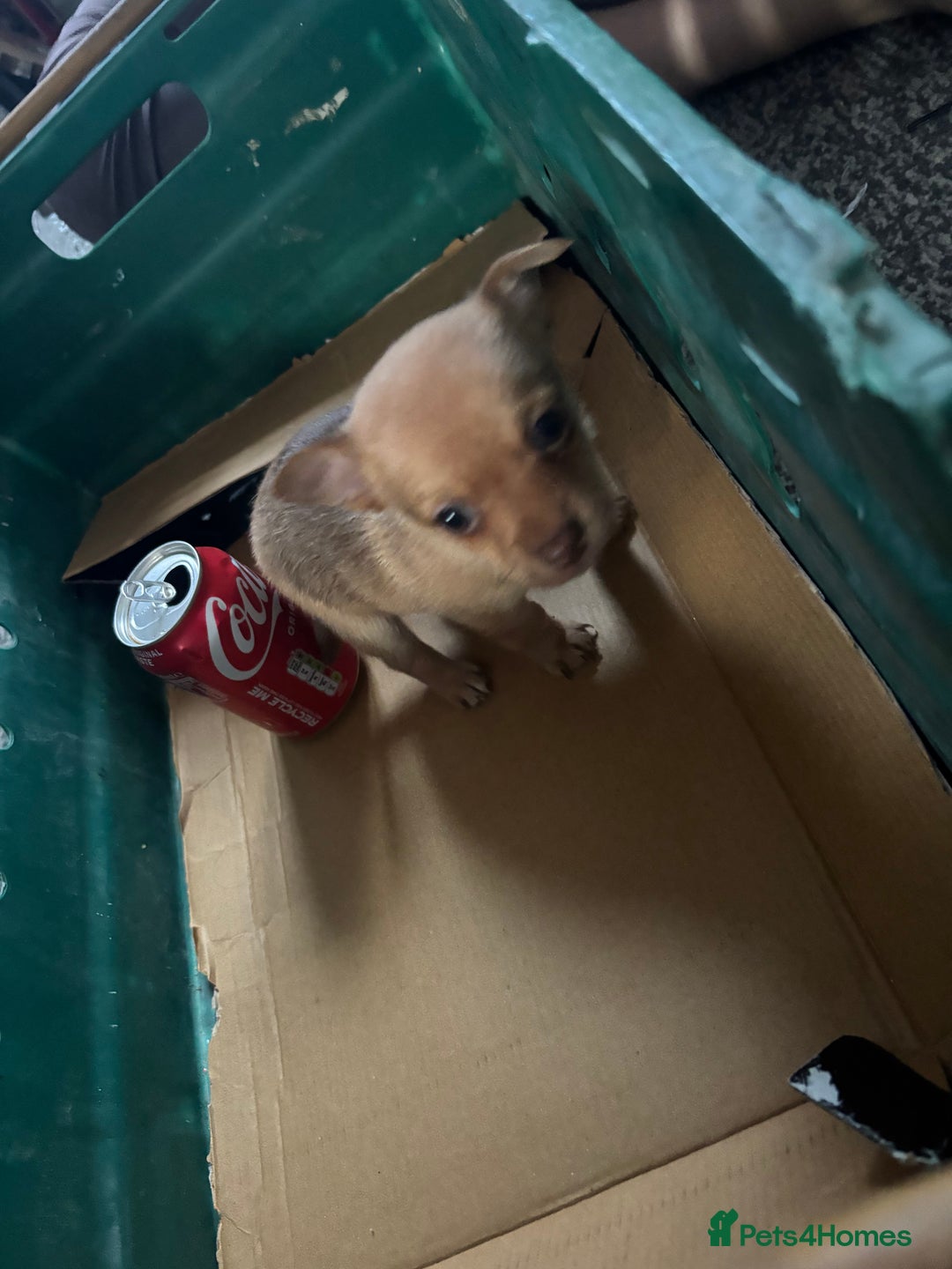 Pomchi dogs for sale: Hi this is my beautiful Pomchi puppy  - Advert 5