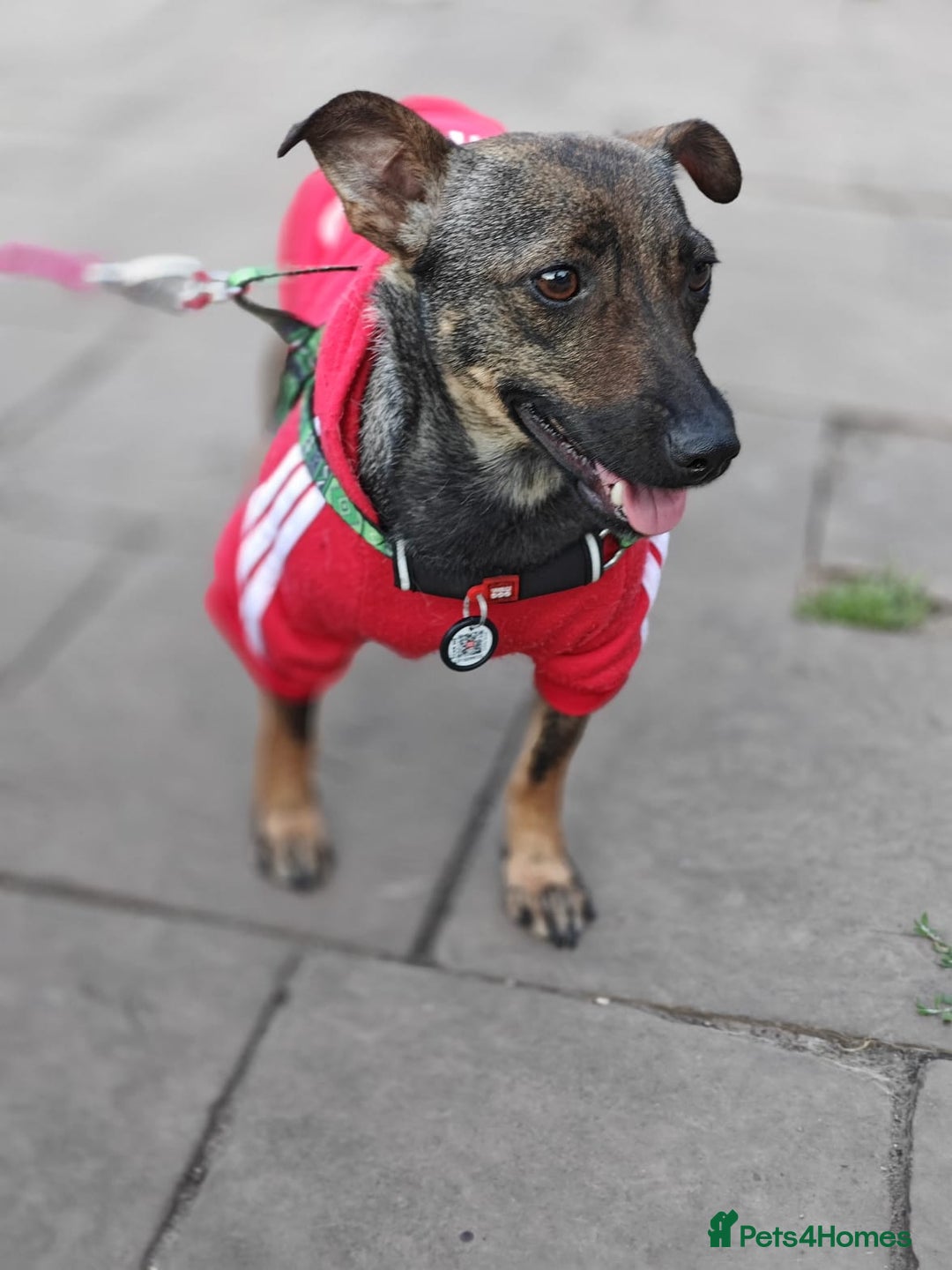 Mixed Breed dogs for adoption: 💖🐶 MALVA 🐶💖 - Image 10