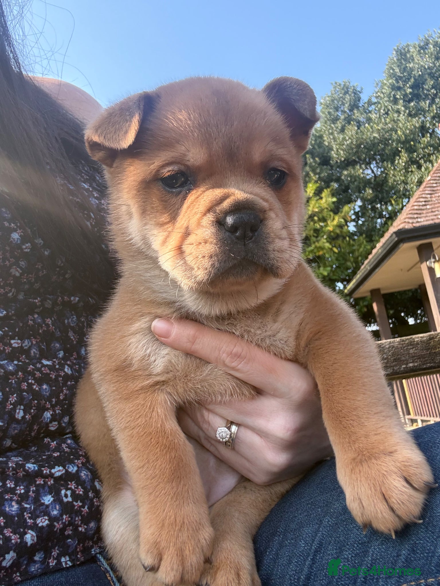 Mixed Breed dogs ** BEAR COAT FRENCHIES ** - Advert 2