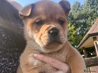 Mixed Breed dogs ** BEAR COAT FRENCHIES ** - Advert 7