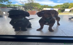 Mixed Breed dogs for sale: Dachshund Cross Pups - Image 7