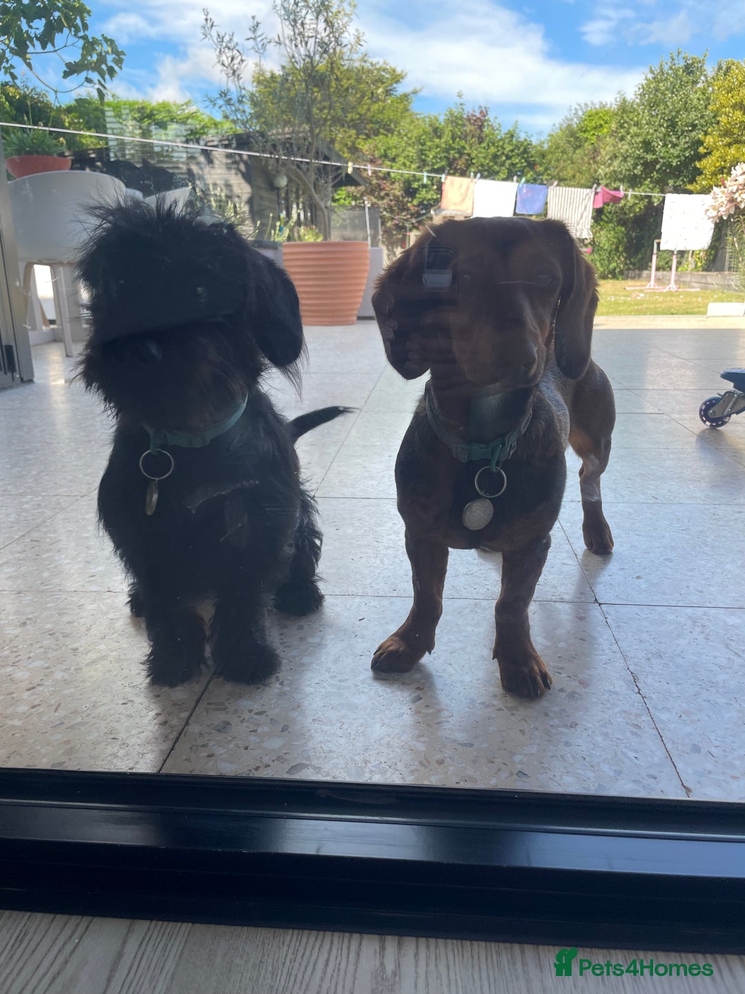 Mixed Breed dogs for sale: Dachshund Cross Pups - Image 7