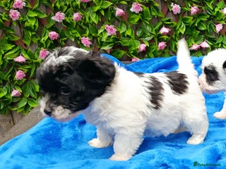 Jackapoo dogs BEAUTIFUL 1 ST GEN JACKAPOO HEALTH TESTED PARENTS - Advert 3