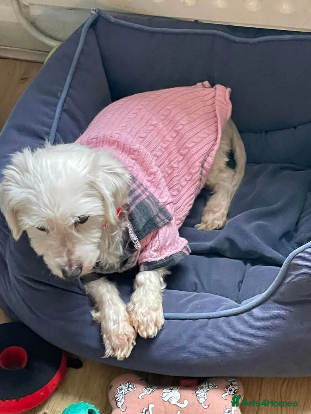 Coton De Tulear dogs for adoption: Honey - Hingham Norfolk  in Norwich - Advert 2