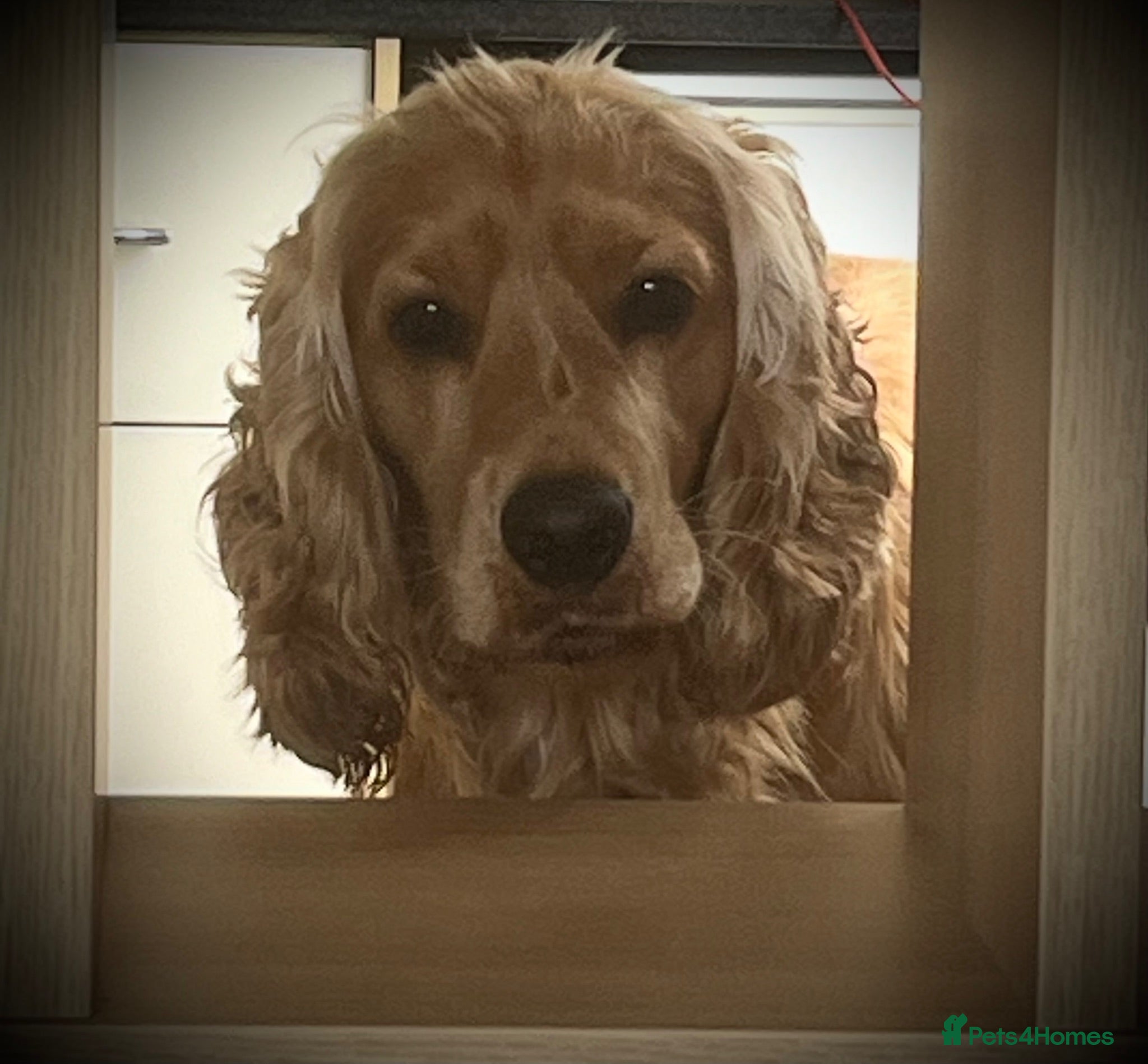 Cocker Spaniel dogs Available for Stud - Advert 2