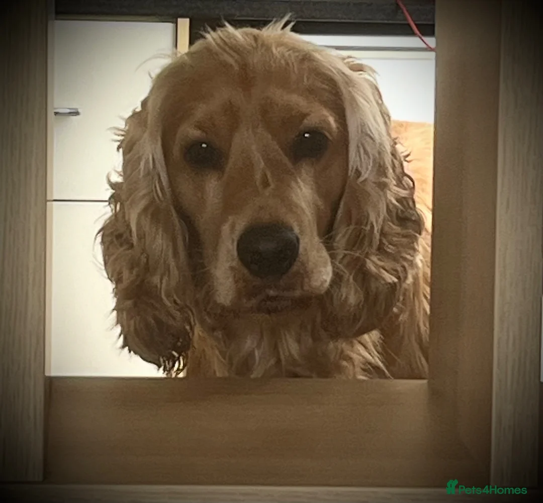 Cocker Spaniel dogs for stud: Available for Stud in Loughborough - Advert 1