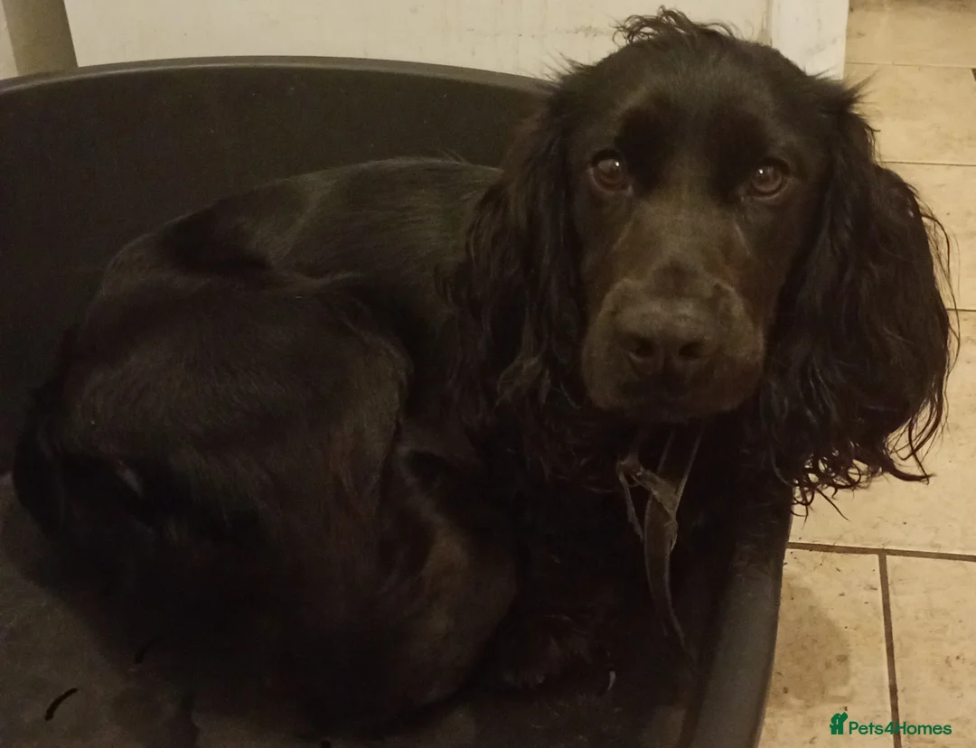 Cocker Spaniel dogs for sale: Cocker spaniel in Wrexham - Advert 1