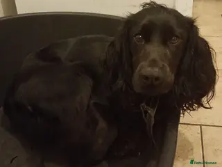 Cocker Spaniel dogs Cocker spaniel in Wrexham - Advert 1